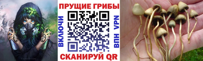 купить наркоту  Циолковский  Галлюциногенные грибы Magic Shrooms 